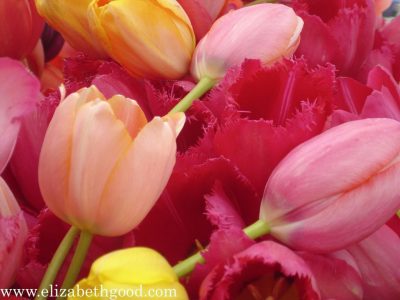 Tulips