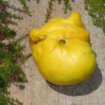 Errant Lemon from Our Tree