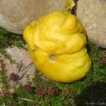 Errant Lemon from Our Tree