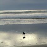 Bird with Reflection