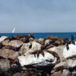 Seals, Monterey Harbor California