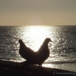 photo by Elizabeth Good