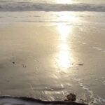 Kelp and Sun's Reflection