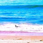 Colorized Rendering; Shorebird